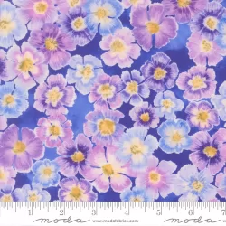 Delphinium - Auricula Agapanthus - PRE-ORDER DUE APRIL Delphinium - Auricula Agapanthus - PRE-ORDER DUE APRIL