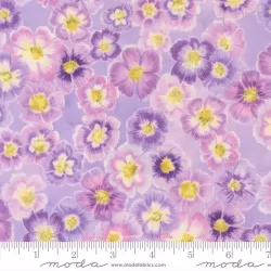 Delphinium - Auricula Mauve - PRE-ORDER DUE APRIL Delphinium - Auricula Mauve - PRE-ORDER DUE APRIL